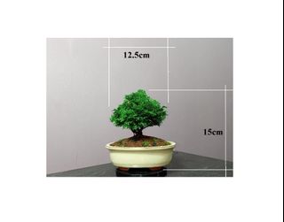 Japanese Bonsai, Bonsai Collection item 3