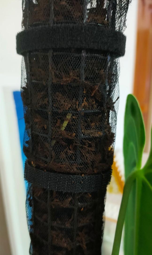 New Zealand Tree Fern bark fibre substrate, Furniture & Home Living