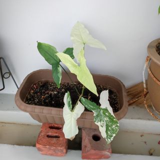 (Category: ) located in . Submitted by sssylvester (Listing ID 1123454029, Image 1). Description: .