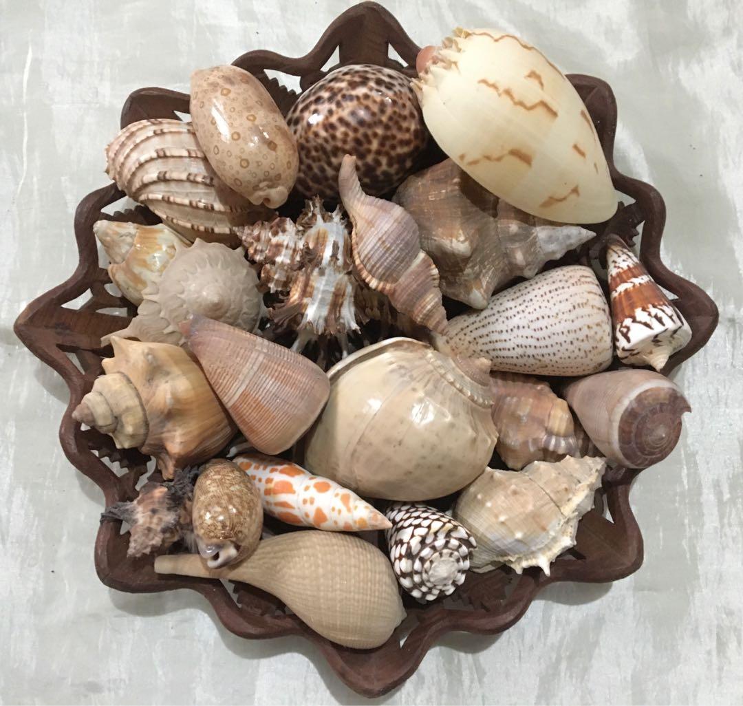VARIOUS SHELLS, Hobbies & Toys, Memorabilia & Collectibles, Vintage ...