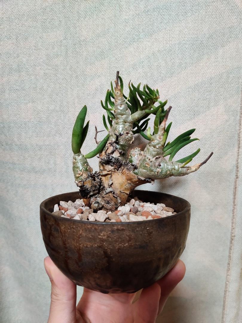 萬物想Tylecodon reticulatus （多肉塊根塊莖植物）, 傢俬＆家居, 園藝