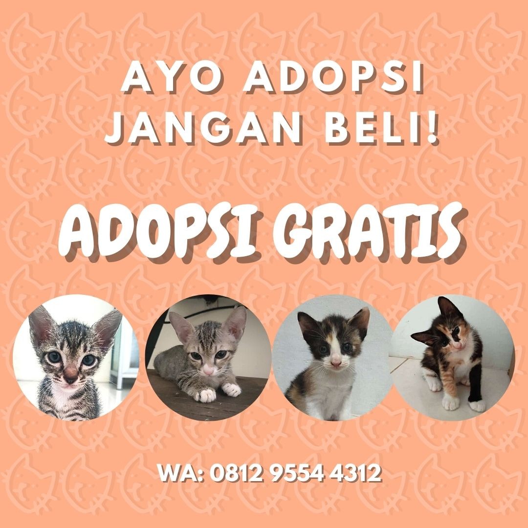 GRATIS ADOPSI KUCING DOMESTIK Perlengkapan Hewan Aksesoris Hewan di GRATIS ADOPSI KUCING DOMESTIK Perlengkapan Hewan Aksesoris Hewan di