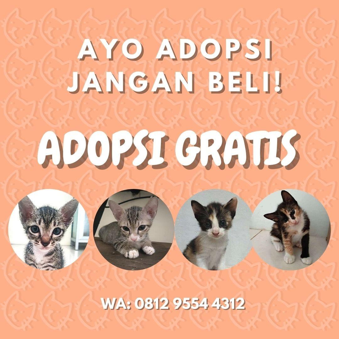 GRATIS ADOPSI KUCING DOMESTIK Perlengkapan Hewan Aksesoris Hewan di GRATIS ADOPSI KUCING DOMESTIK Perlengkapan Hewan Aksesoris Hewan di