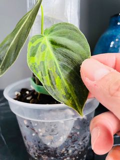 (Category: ) located in . Submitted by pompipiplants (Listing ID 1127634558, Image 1). Description: .