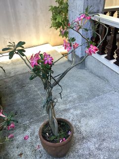 (Category: ) located in . Submitted by macggarcia (Listing ID 1126339289, Image 1). Description: .