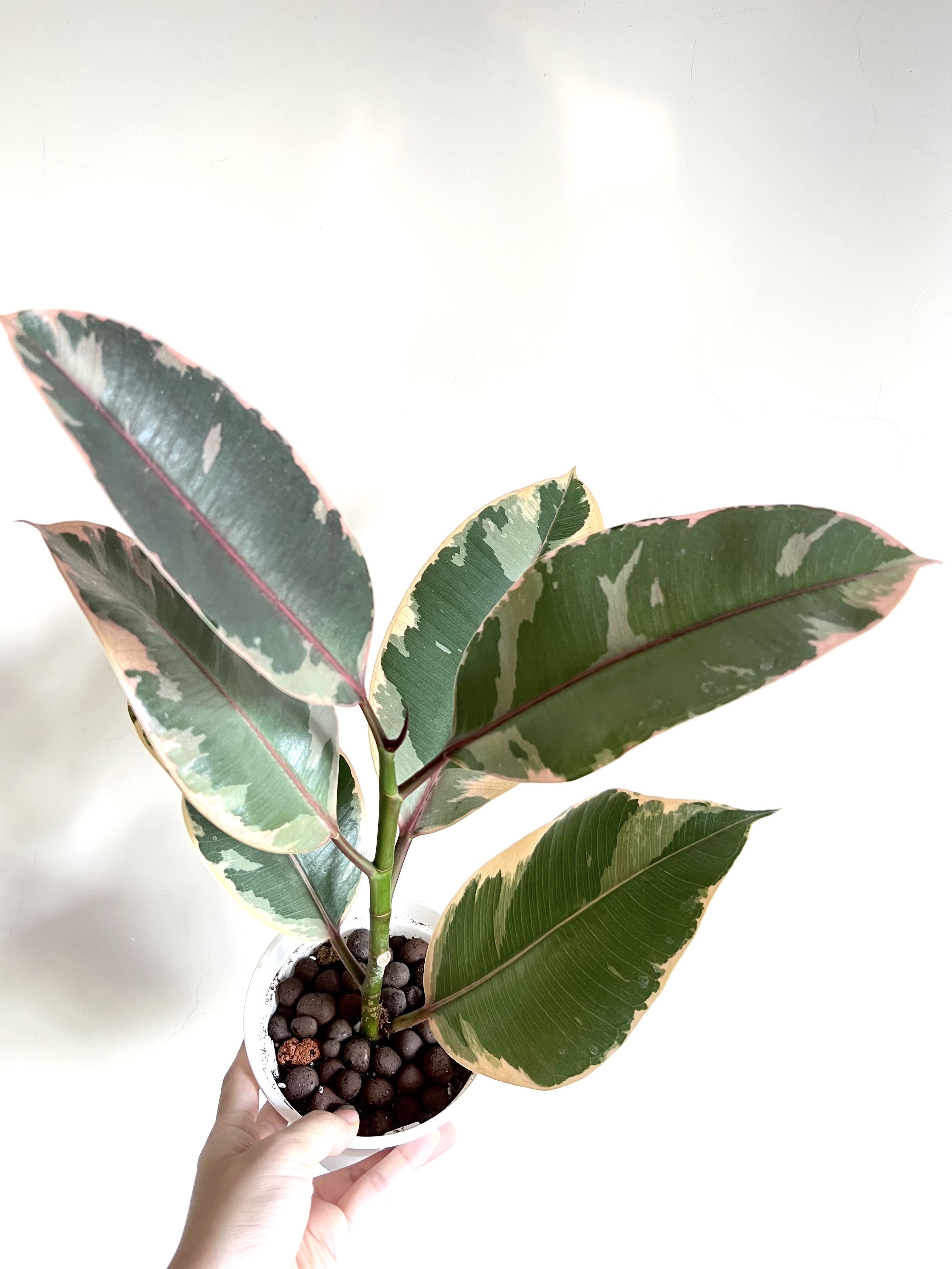 #1 Ficus elastica pink variegata rubber tree 粉斑葉印度橡膠榕, 傢俬＆家居, 園藝, 植物及種子