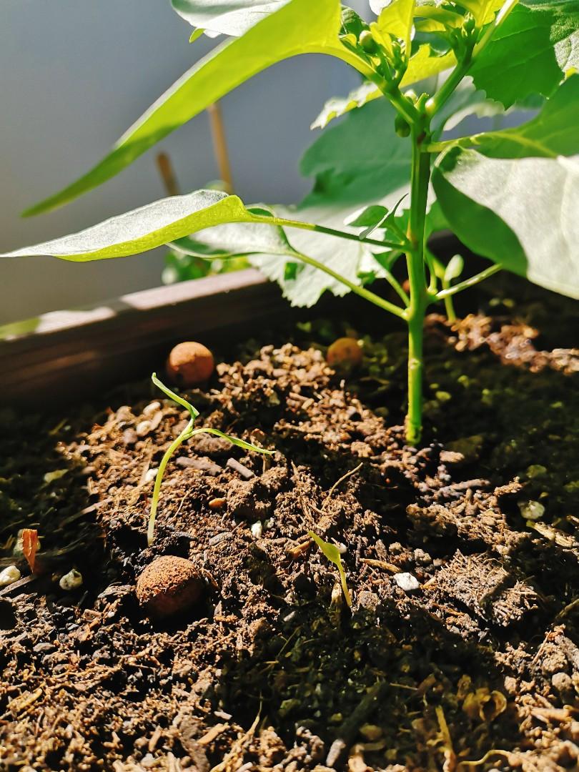 全新有機泥土珍珠岩稻穀炭堆肥有機盆栽種植organic soil for potplants! ????????????, 傢俬＆家居, 園藝, 土壤和肥料-  Carousell
