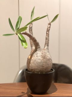 （分類：）位於 。 由 onemanstrash2 提交（商品編號 1127858930，圖片 1）。簡介： 。