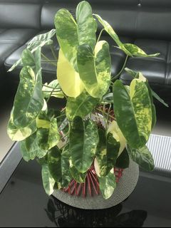 (Category: ) located in . Submitted by plant.etc (Listing ID 1127151209, Image 1). Description: .