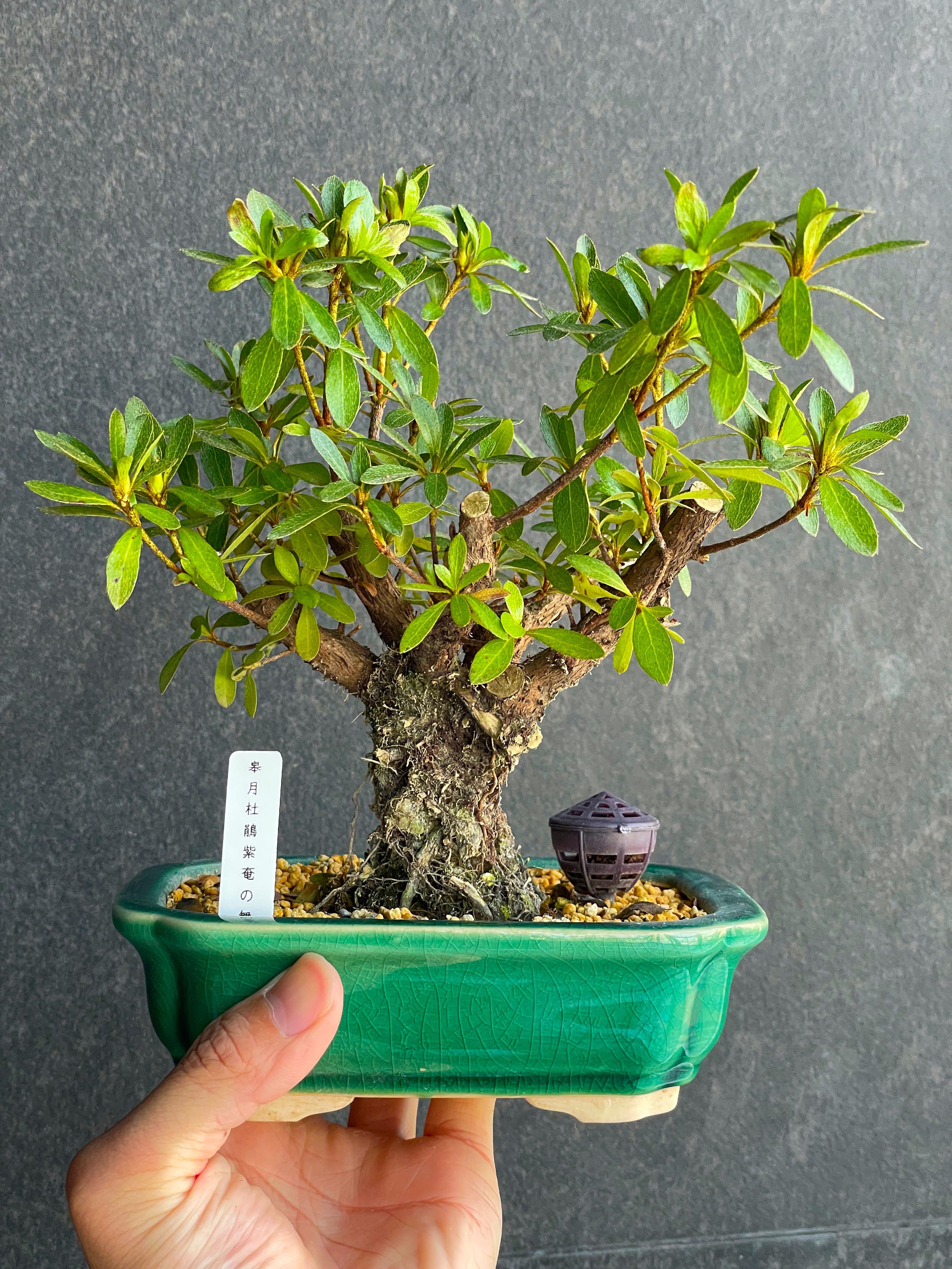 皐月】 紫竜の舞 (しりゅうのまい) 盆栽 素材