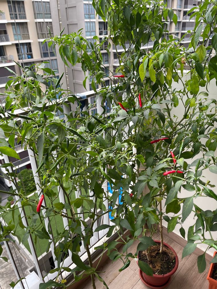 25 Thai Chilli Seeds [new batch!], Furniture & Home Living, Gardening