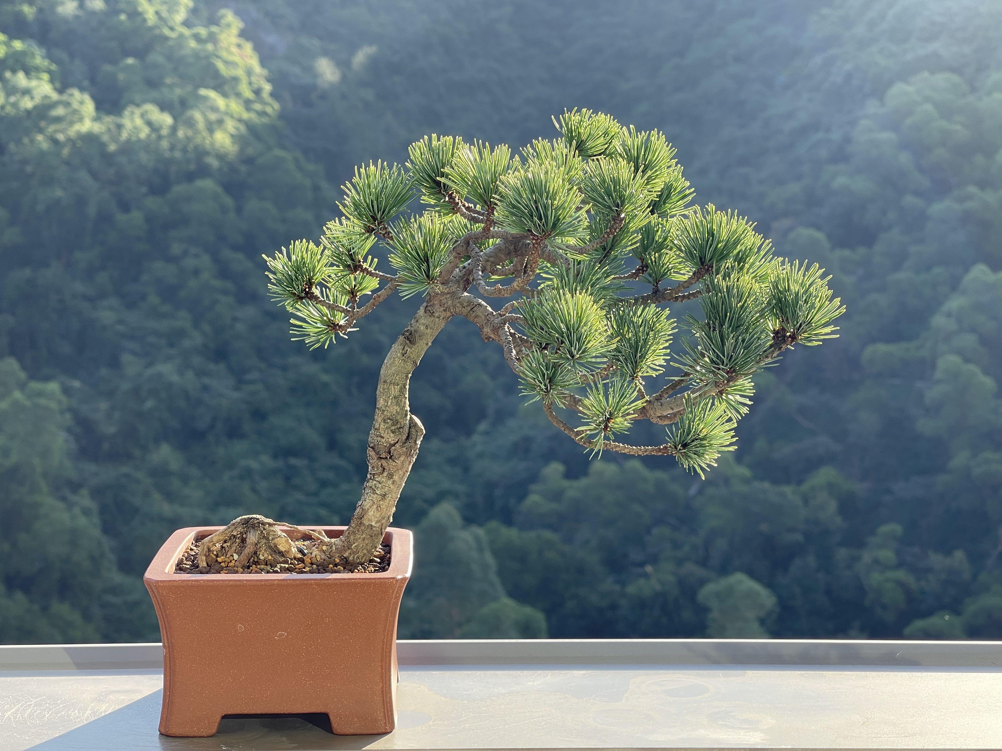 お値段ご相談☆吾妻五葉松 盆栽 文人木 - 植物/観葉植物