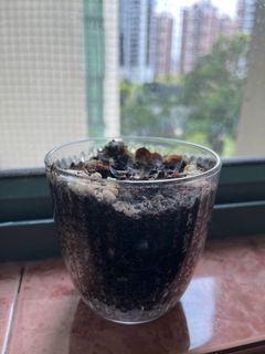Glass Pot with Soil