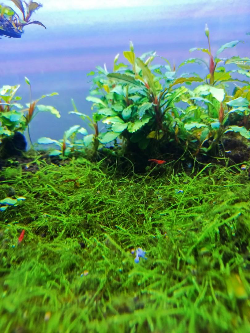 java moss/weeping moss 30gram, Pet Supplies, Health & Grooming on Carousell