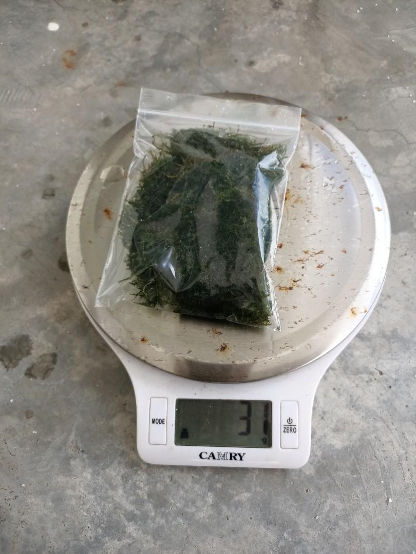 java moss/weeping moss 30gram, Pet Supplies, Health & Grooming on Carousell