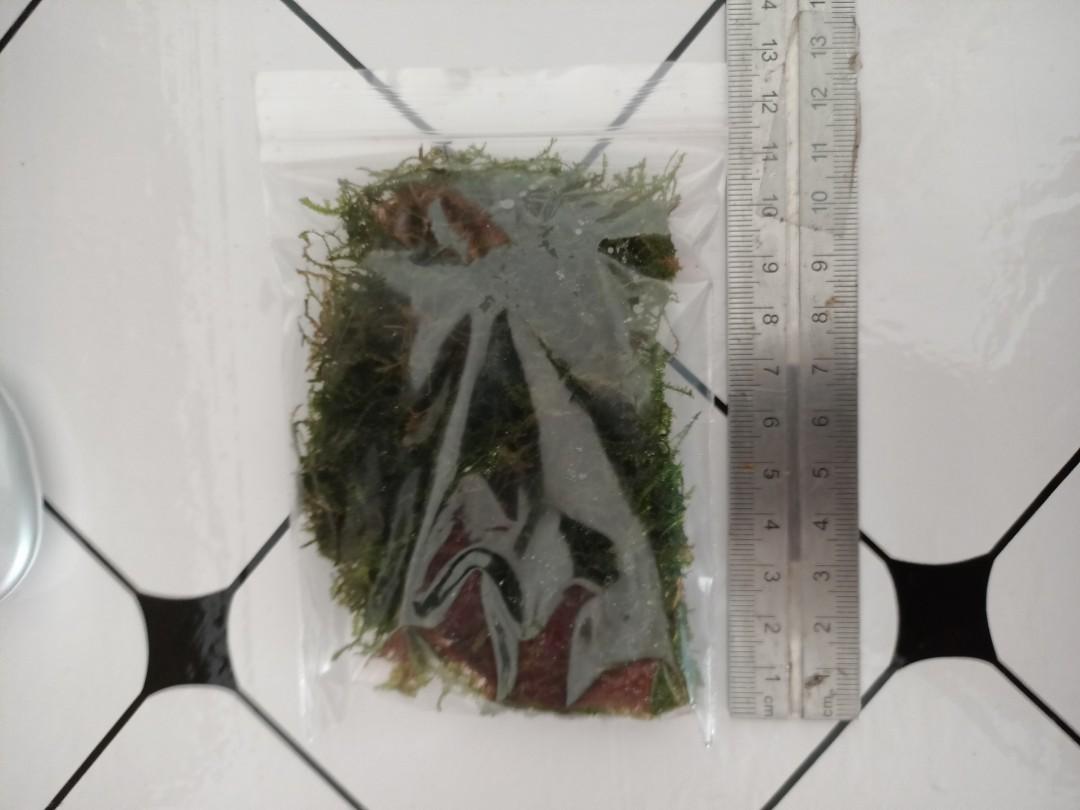 java moss/weeping moss 30gram, Pet Supplies, Health & Grooming on Carousell