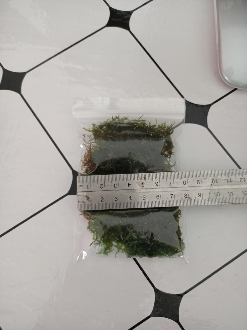 java moss/weeping moss 30gram, Pet Supplies, Health & Grooming on Carousell
