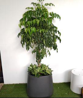 Large size tree and pot