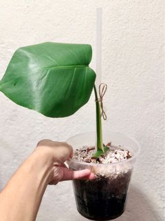 (Category: ) located in . Submitted by lovingplants (Listing ID 1128071211, Image 1). Description: .