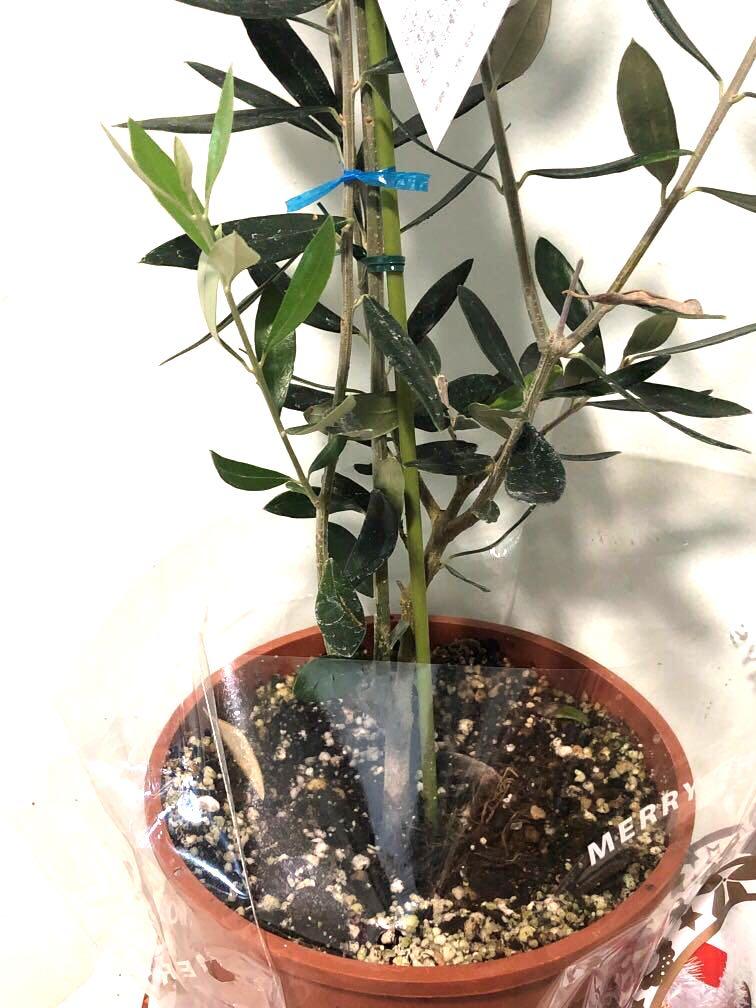 Olive Tree, Furniture & Home Living, Gardening, Plants & Seeds on Carousell