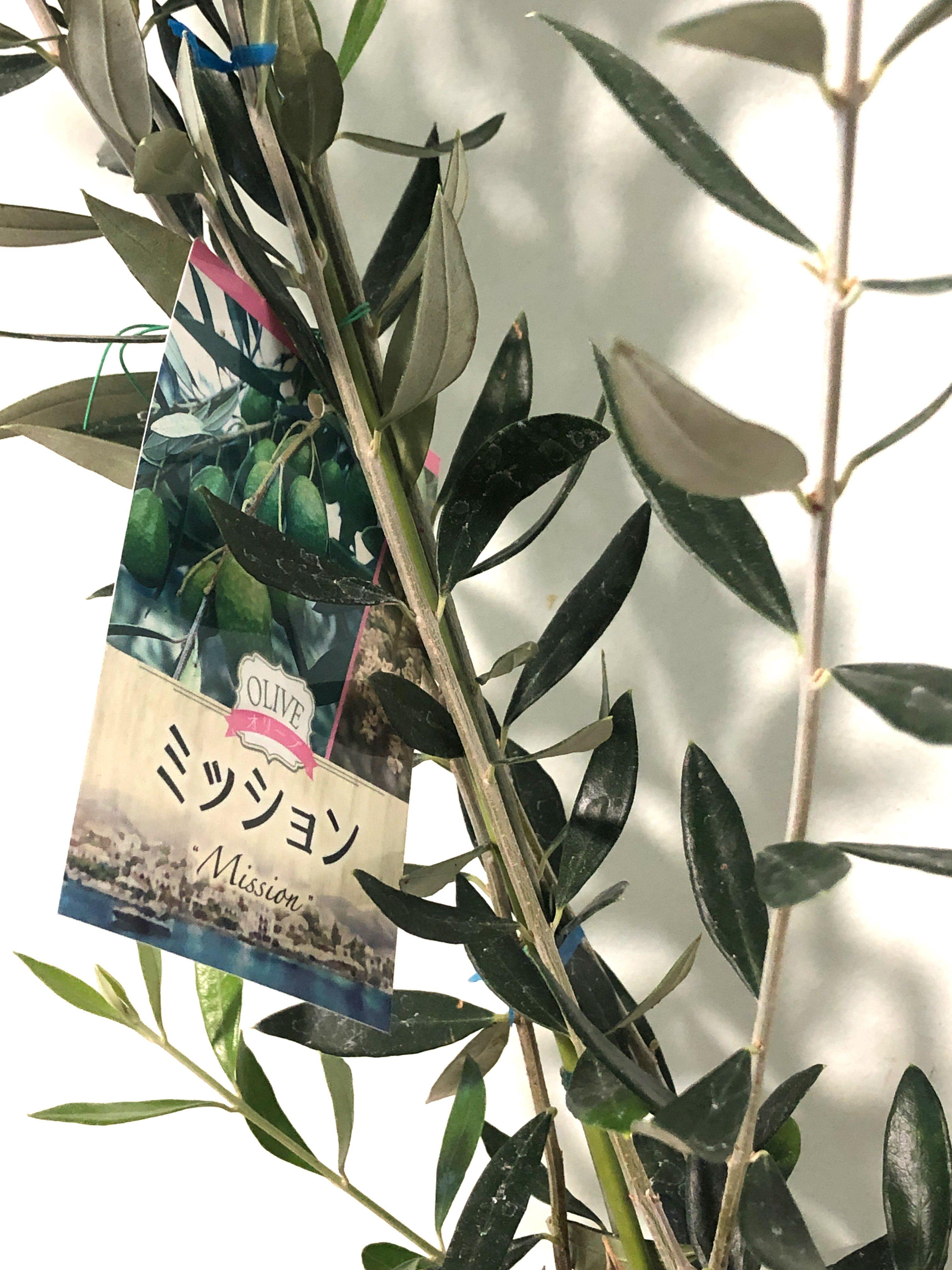 Olive Tree, Furniture & Home Living, Gardening, Plants & Seeds on Carousell