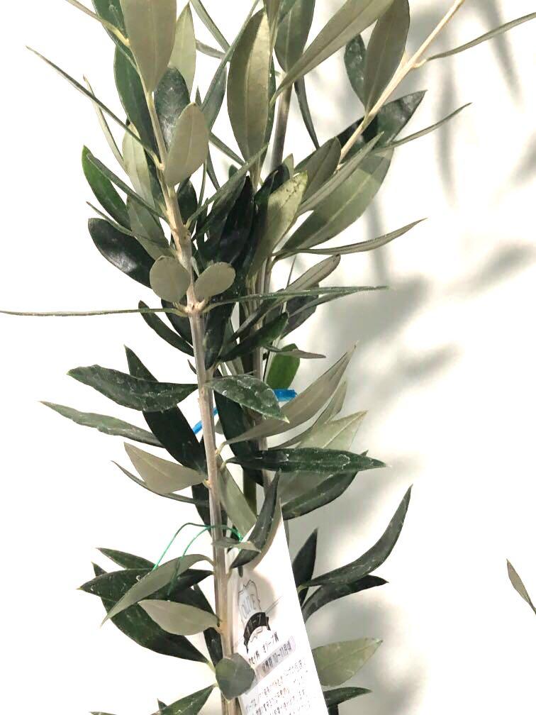 Olive Tree, Furniture & Home Living, Gardening, Plants & Seeds on Carousell
