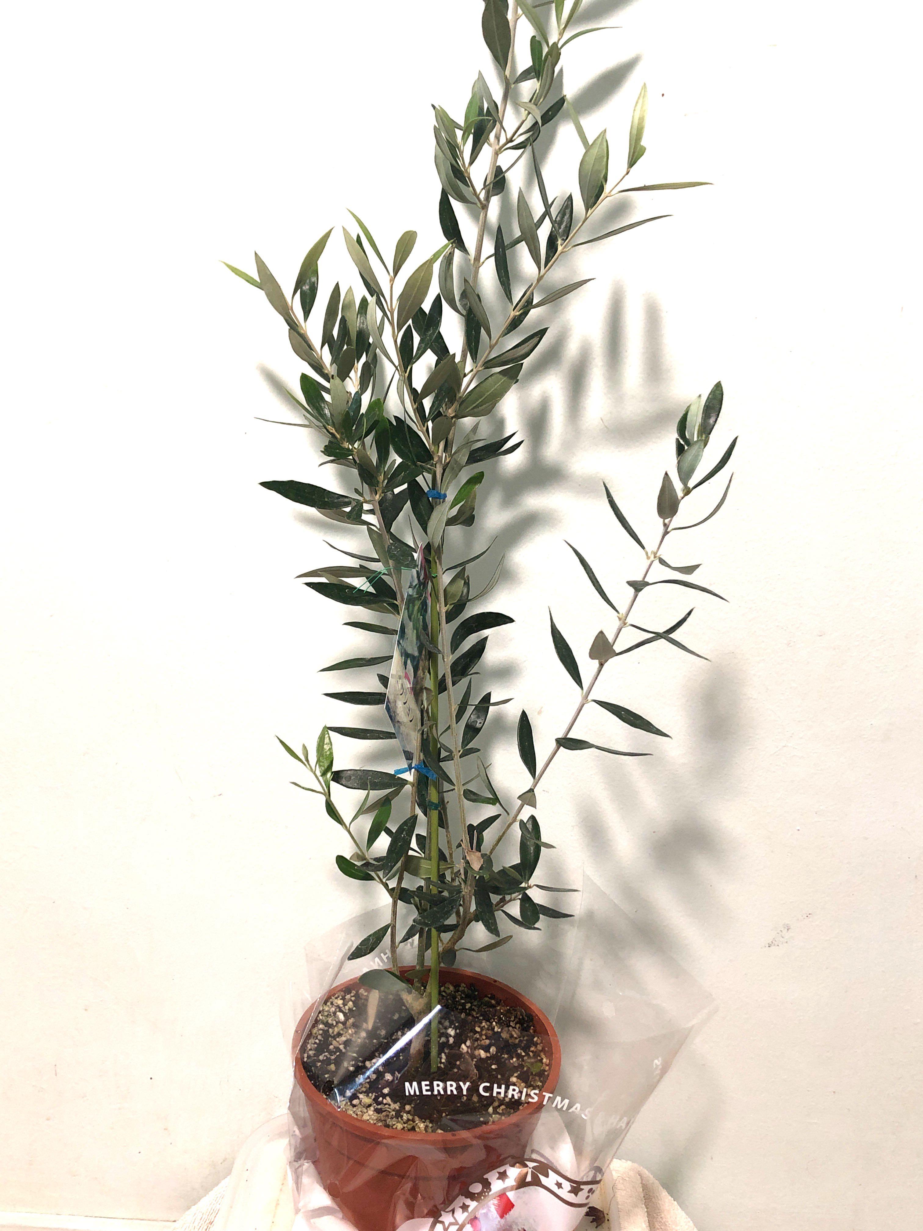 Olive Tree, Furniture & Home Living, Gardening, Plants & Seeds on Carousell