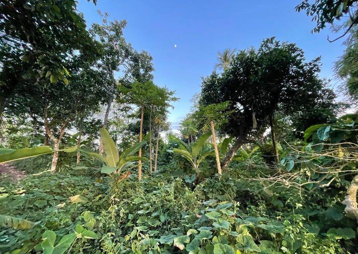 TAGAYTAY FARM 1.8has for Sale at Mendez, Tagaytay, Property, For Sale