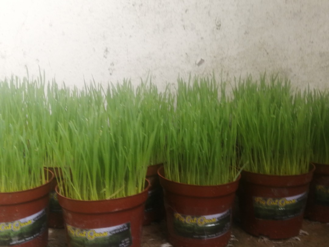 Rumput kucing Cat Grass, Pet Supplies, Pet Food on Carousell