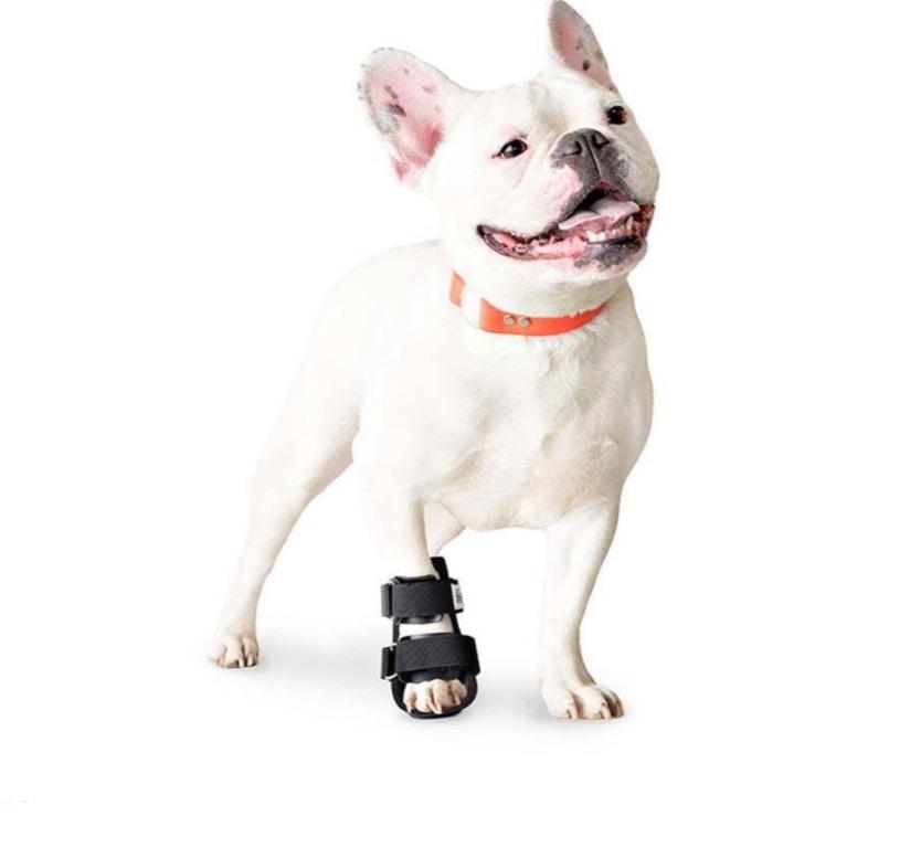 Walking booties on sale for dogs