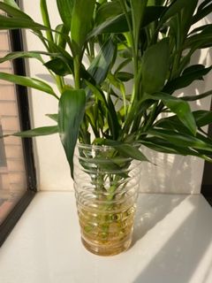 （分類：）位於 。 由 hoji20 提交（商品編號 1128101168，圖片 1）。簡介： 。