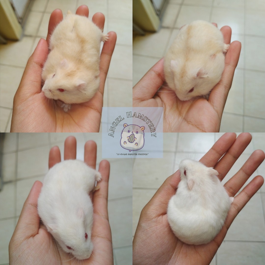 Winter pearl hamster hotsell