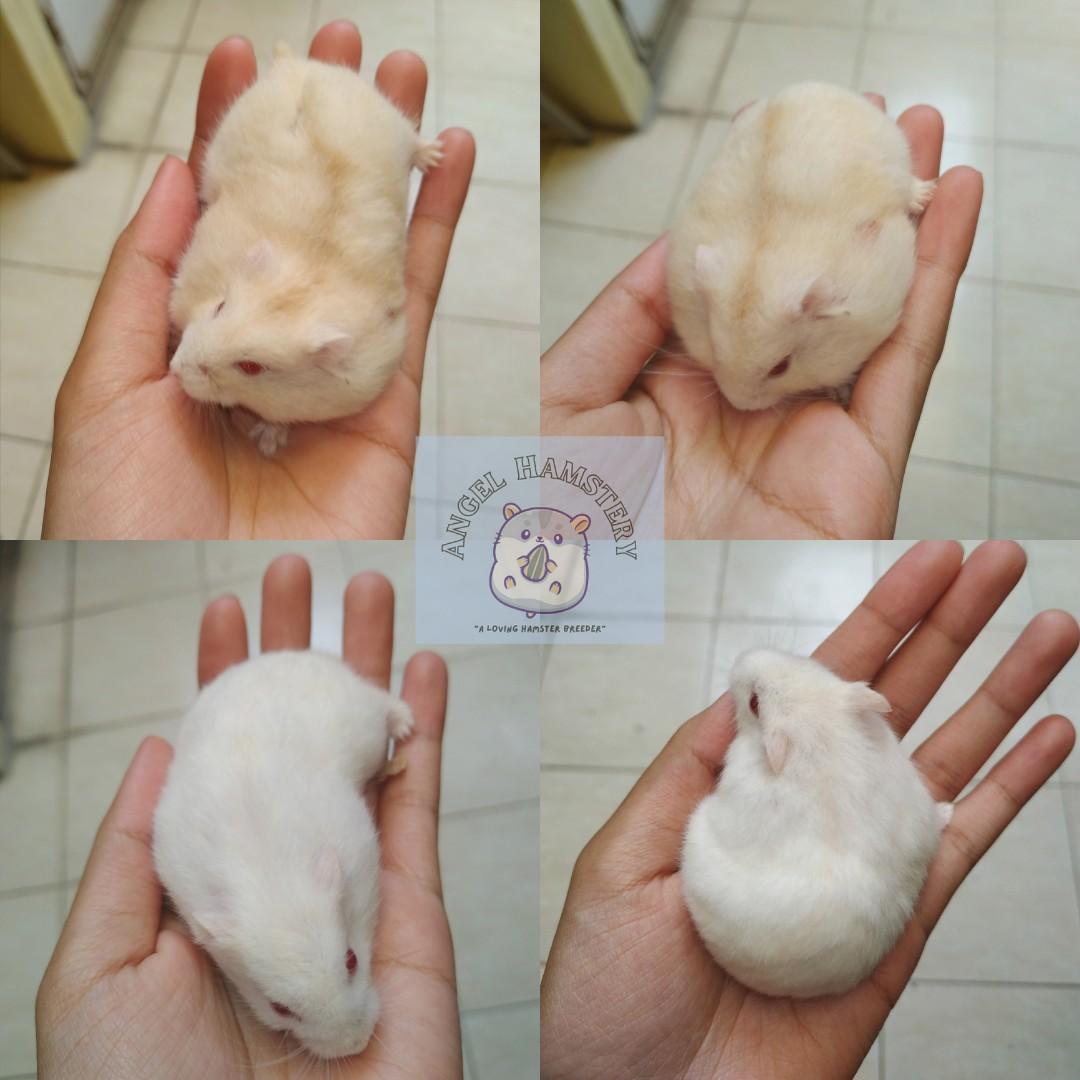 Hamster winter golden online
