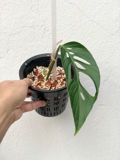 (Category: ) located in . Submitted by lovingplants (Listing ID 1128108871, Image 1). Description: .