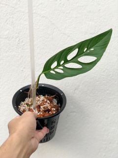 (Category: ) located in . Submitted by lovingplants (Listing ID 1128109346, Image 1). Description: .