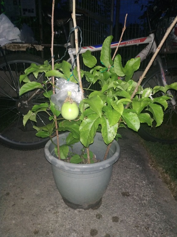 Passion fruit tree for sale, Furniture & Home Living, Gardening, Plants & Seeds on Carousell