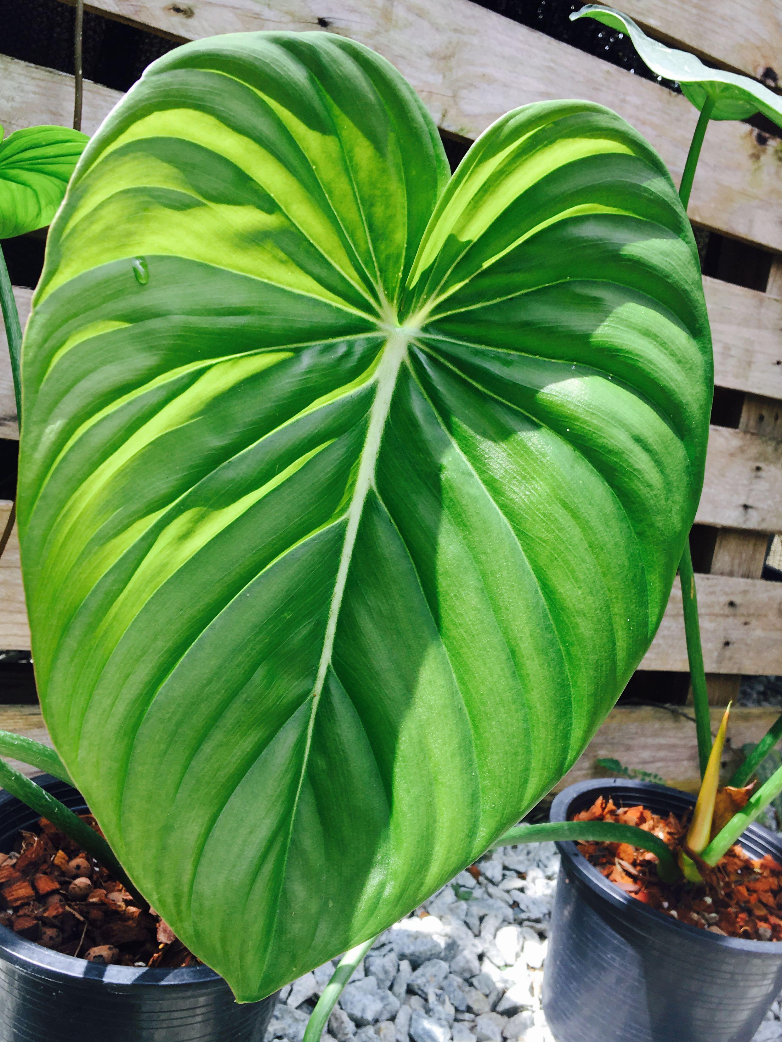 Philodendron McDowell, Furniture & Home Living, Gardening, Plants