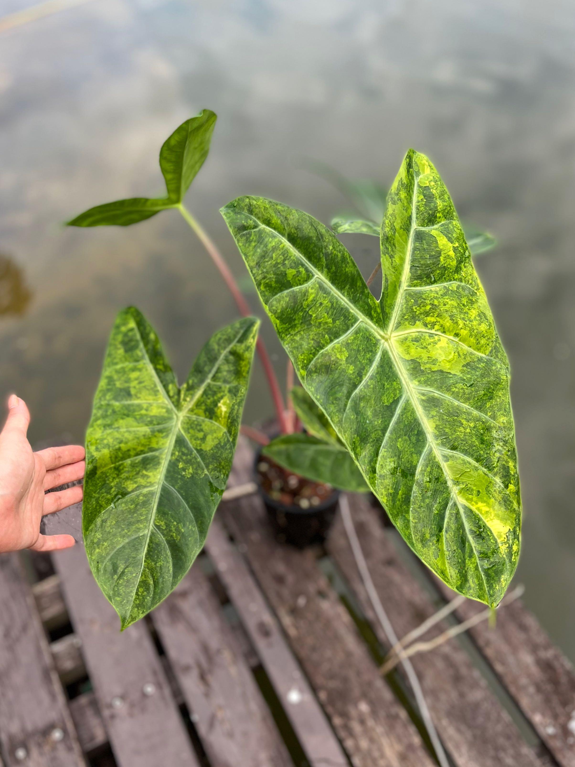 Alocasia Pink Dragon variegata, Furniture & Home Living, Gardening, Plants & Seeds on Carousell