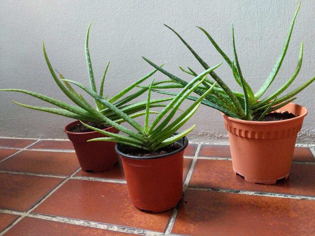 Aloe Vera Organic And Edible Furniture And Home Living Gardening Plants And Seeds On Carousell 3959