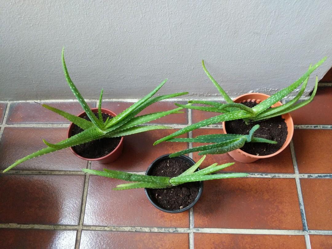 Aloe Vera Organic And Edible Furniture And Home Living Gardening Plants And Seeds On Carousell 0341