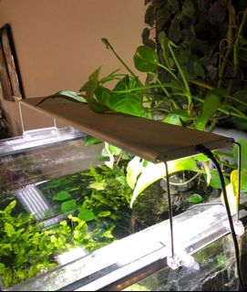 (Category: ) located in . Submitted by estrange002 (Listing ID 1128342521, Image 1). Description: .