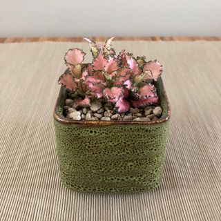 (Category: ) located in . Submitted by leafypots (Listing ID 1128297860, Image 1). Description: .