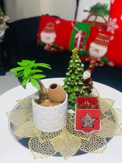 Indoor Money tree.. Perfect gift  for Christmas 🎄🎅🤶
