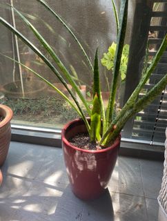 (Category: ) located in . Submitted by pippawippa (Listing ID 1128355178, Image 1). Description: .