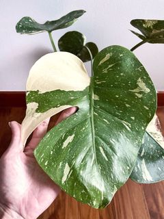 (Category: ) located in . Submitted by plants4me (Listing ID 1128397580, Image 1). Description: .