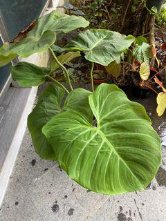 Philodendron El Chocored