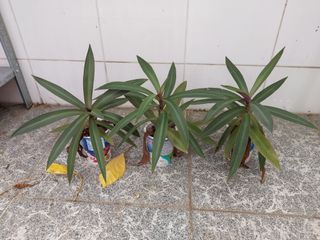 (Category: ) located in . Submitted by yjinghan (Listing ID 1115767826, Image 1). Description: .