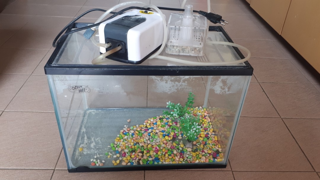 Used Fish Tank, Pet Supplies, Homes & Other Pet Accessories on Carousell