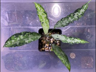 （分類：）位於 。 由 thelostforest 提交（商品編號 1128618607，圖片 1）。簡介： 。