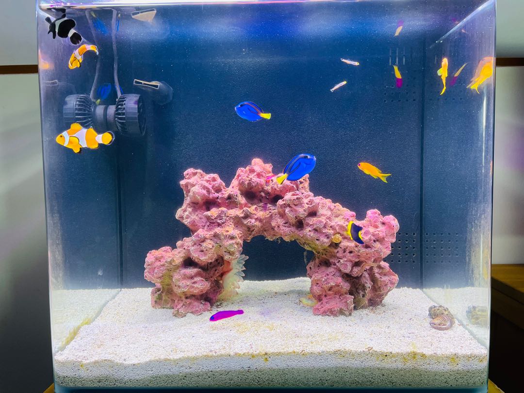 Fish Tank, Pet Supplies, Homes & Other Pet Accessories on Carousell